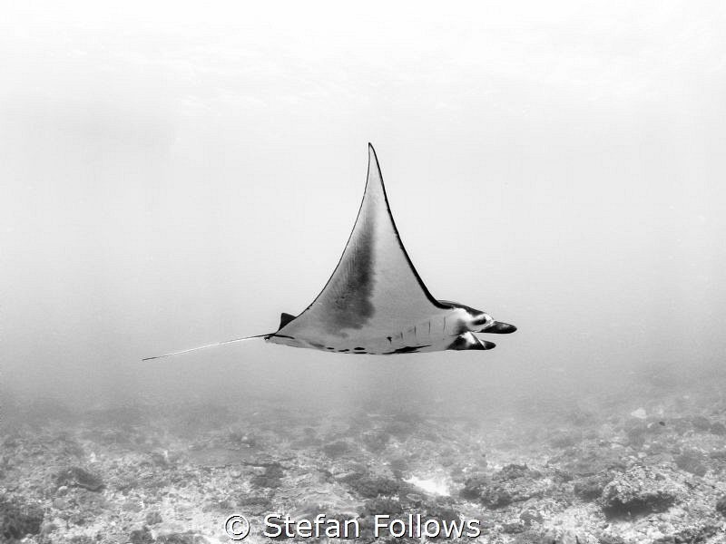 Reacher

Manta Ray - Manta alfredi

Manta Point, Bali... by Stefan Follows 