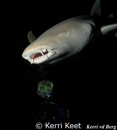 We dived under the jetty at Alimata where we were treated... by Kerri Keet 
