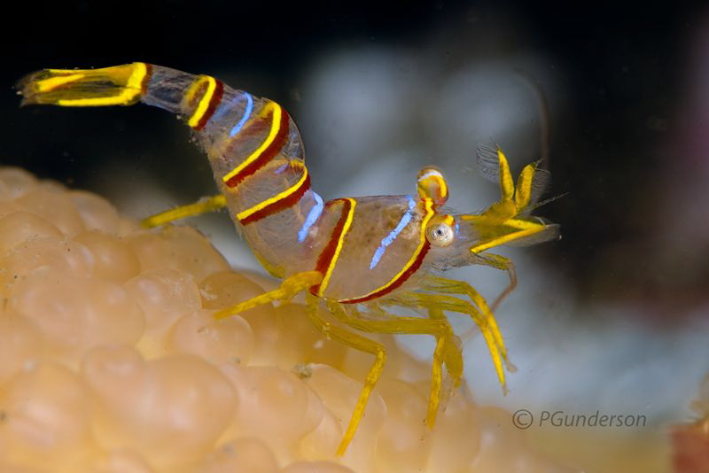 Candy Stripe Shrimp by Pat Gunderson 