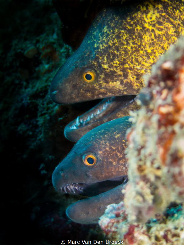 twins by Marc Van Den Broeck 