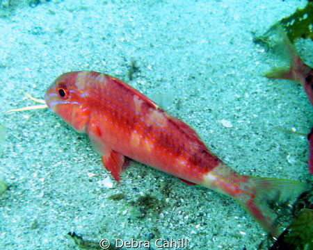 Goatfish Pipeline Pt Stevens NSW by Debra Cahill 