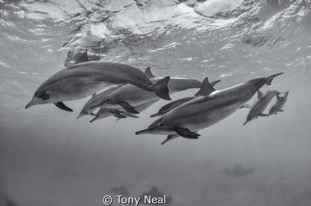 We are Family by Tony Neal 