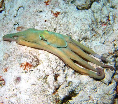Octopus moving across the bottom. Night dive in Cozumel by Gary Schlei 