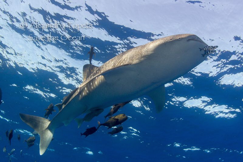 Whaleshark on surface, Isla San Benedicto Mexico by Alejandro Topete 