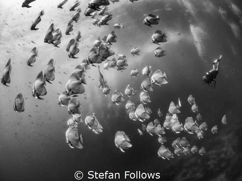 Wandering Stars

Longfin Batfish - Platax teira

Sail... by Stefan Follows 