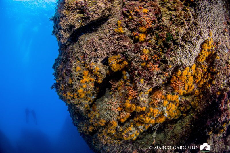 Corraligen and divers by Marco Gargiulo 