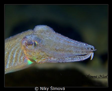 Cuttle fish by Niky Šímová 
