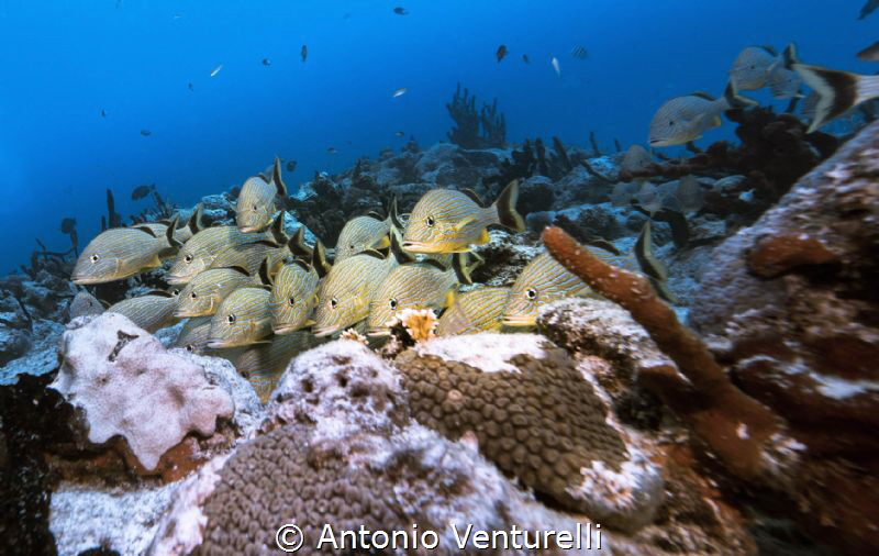 blue striped grunts by Antonio Venturelli 
