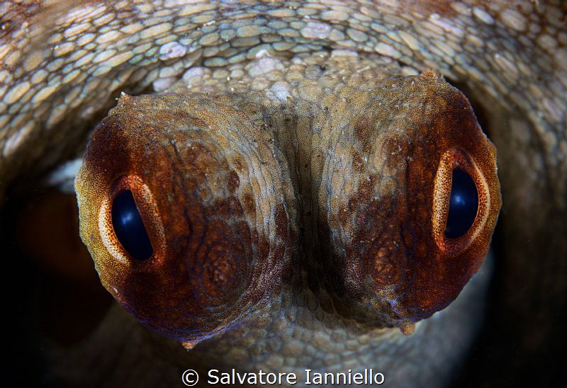 Look me by Salvatore Ianniello 