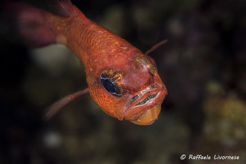 Apogon imberbis with mouthful of eggs by Raffaele Livornese 