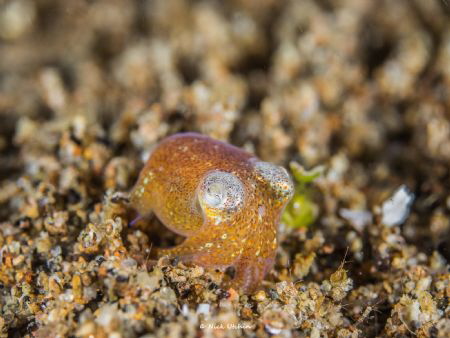Bobtail Squid by Nick Utchin 