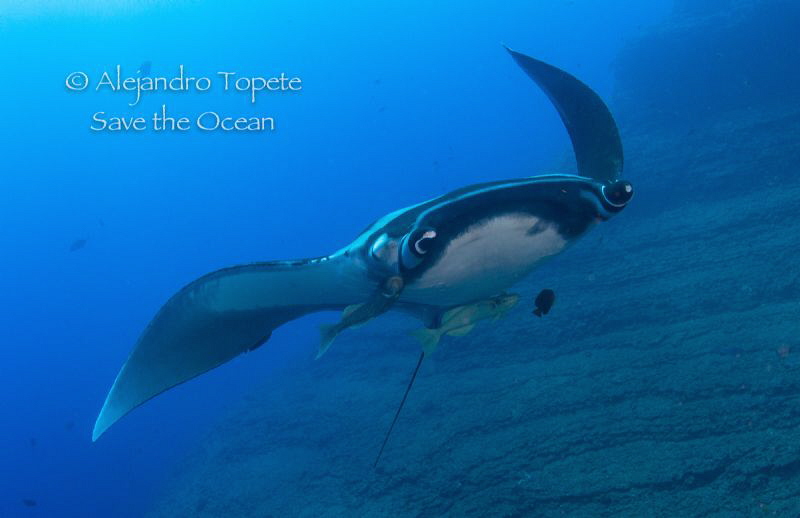 Manta Ray and Boiler,Isla San Benedicto México by Alejandro Topete 