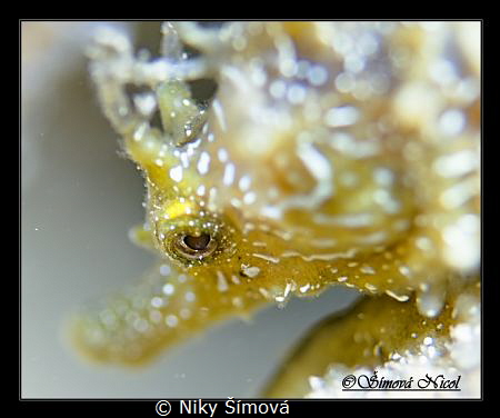 Sea horse eye by Niky Šímová 