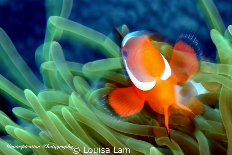 In Motion by Louisa Lam 