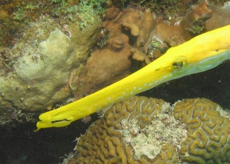 Colorul trumpetfish, Curacao by Jon Doud 