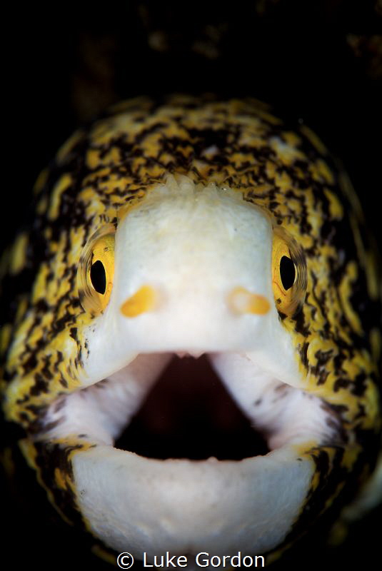 It's a Moray! by Luke Gordon 