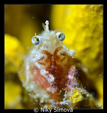 macro eye by Niky Šímová 