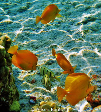 "Mellow Yellow" by Alison Ranheim 