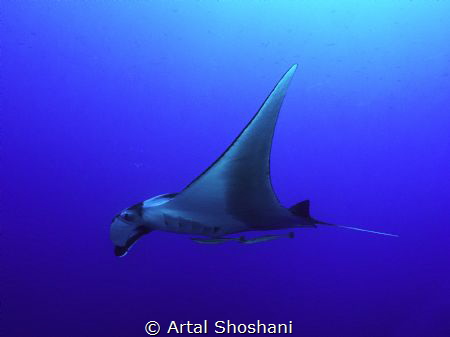 Ocianic Manta Ray.
Red Sea, Egypt, Ras Umm Sid by Artal Shoshani 