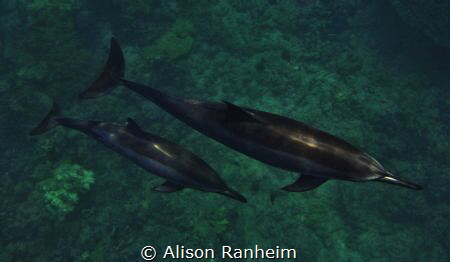 "Dolphins Below!" by Alison Ranheim 