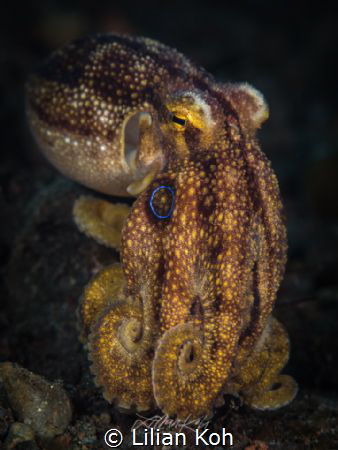 D E A D L Y 
Mototi Octopus
(Amphioctopus siamensis) by Lilian Koh 