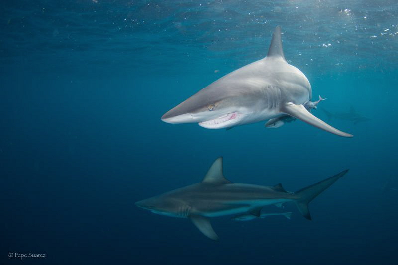 hey sharky could you smile for the camera please!
thank ... by Pepe Suarez 