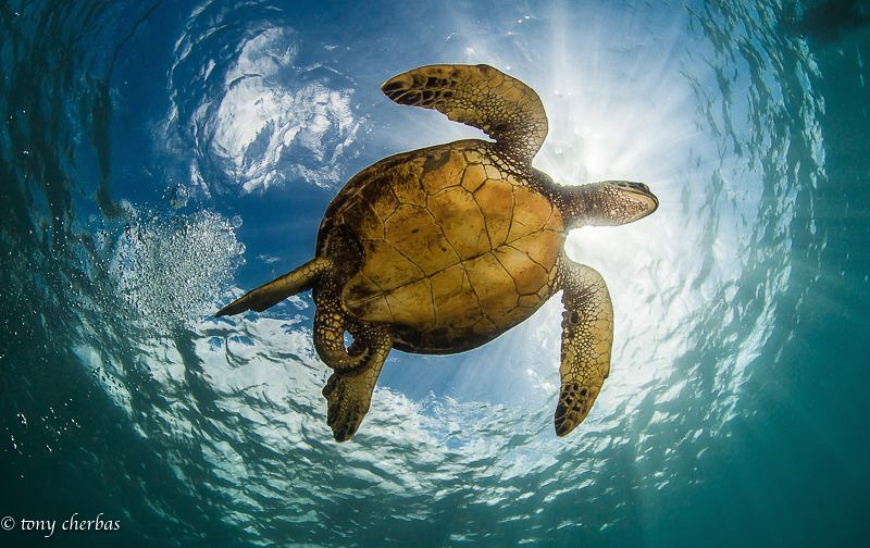 Turtle Church by Tony Cherbas 