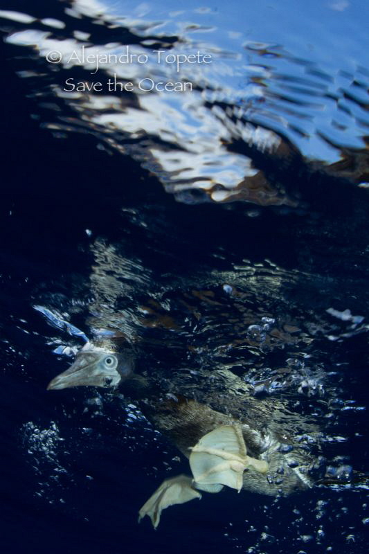 Bird inside,Boiler San Benedicto México by Alejandro Topete 