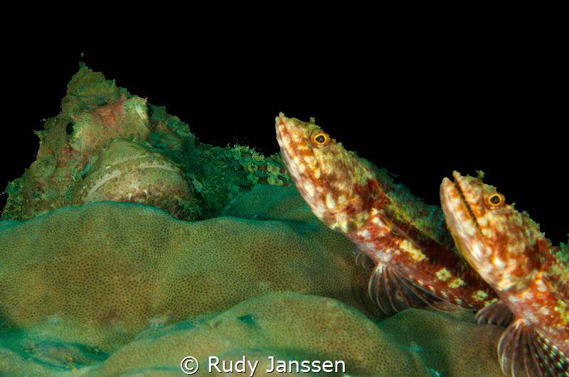 Hmmmm Diner !! by Rudy Janssen 