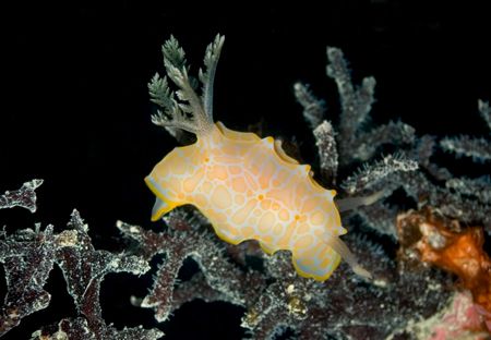 c5060 in the pt020. Only camera flash. Depth ~18m on a tw... by Keir Davis 