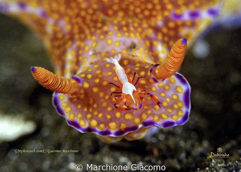 Ceratosoma tenue and Periclimene imperator
Nikon D800E, ... by Marchione Giacomo 