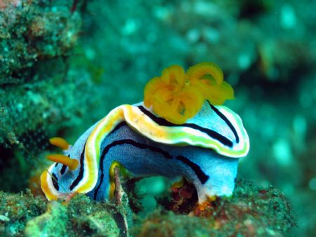 Taken at Bali, Indonesia by Dennis Siau 