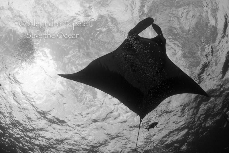 Mataray in B&W, Isla San Benedicto Mexico by Alejandro Topete 
