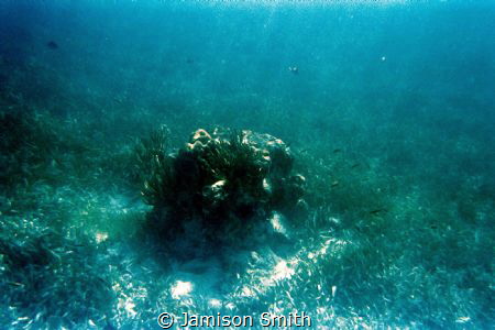 Lone coral at Pennekamp State Park. by Jamison Smith 