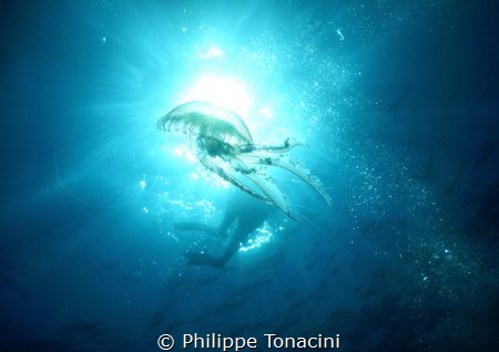 méduse by Philippe Tonacini 