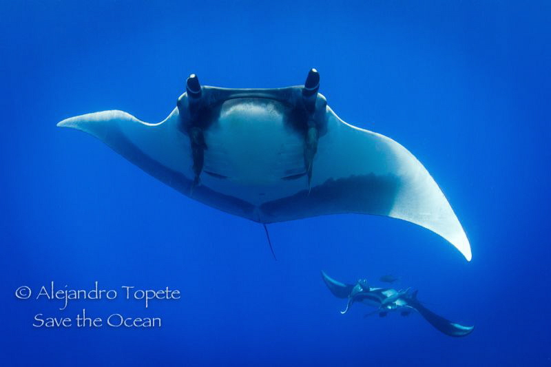 Manta show, San Benedicto México by Alejandro Topete 