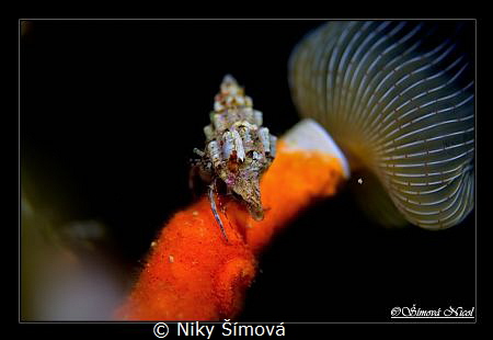 night diving by Niky Šímová 