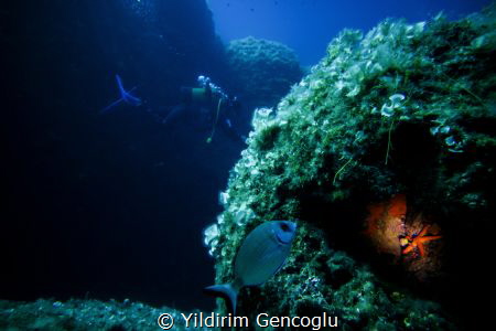 Hidden treasure. by Yildirim Gencoglu 
