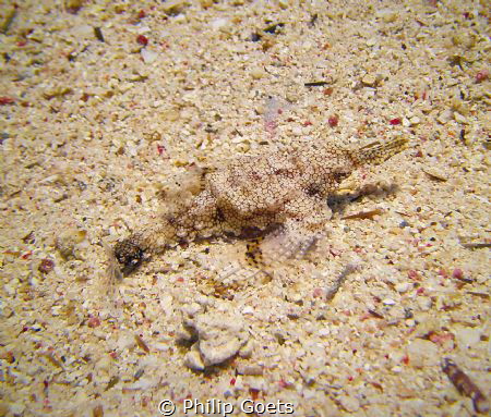 The elusive little Sea Moth.....master of disguise. Taken... by Philip Goets 