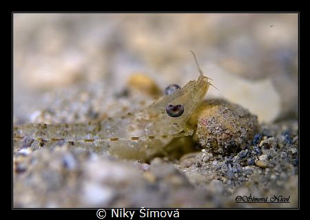 prawn eye by Niky Šímová 