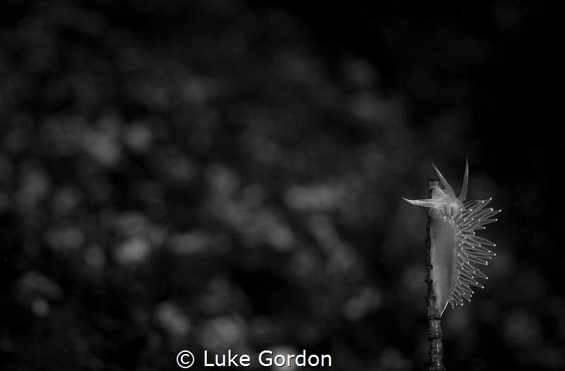 Climbing the beanstalk by Luke Gordon 