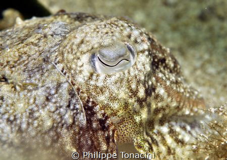 oeil de seche by Philippe Tonacini 