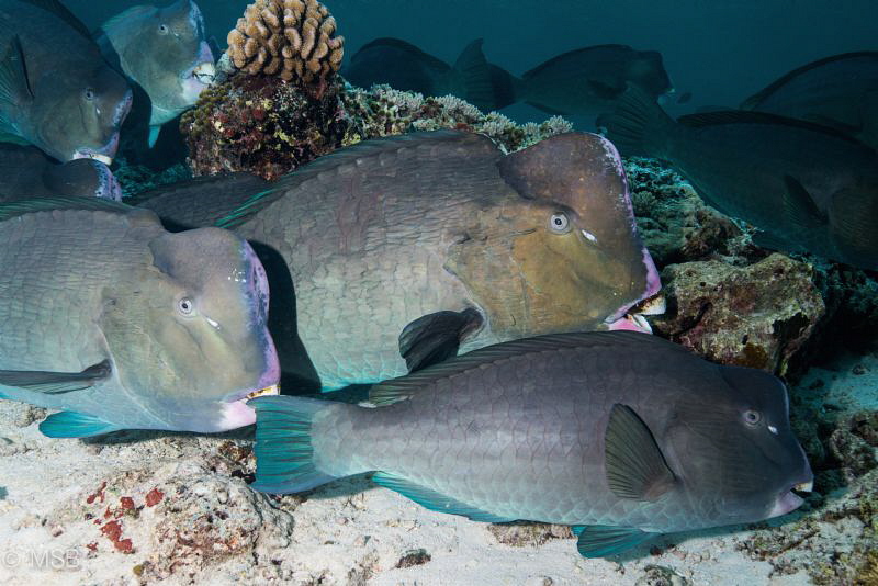 Bumpheads in Sipadan. by Mehmet Salih Bilal 