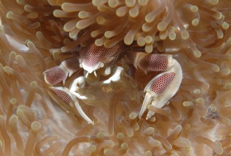 Anenome crab by Chris Steel 