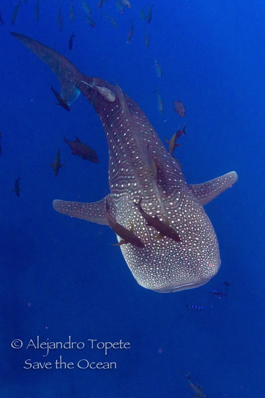 Whaleshark with jacks, San Benedicto Mexico by Alejandro Topete 
