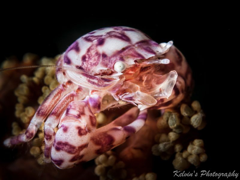 Say ahhhh.... by Kelvin H.y. Tan 