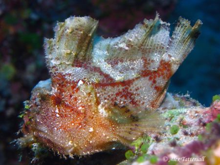 Cool looking Leaffish taken in Yap, Micronesia... Canon I... by Alex Tattersall 