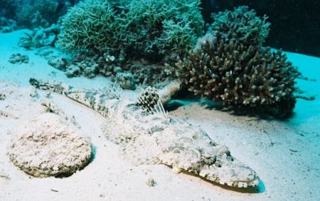 Crocodile Fish. El Quesir, Red Sea, Egypt. Fascinating fi... by Peter Fields 