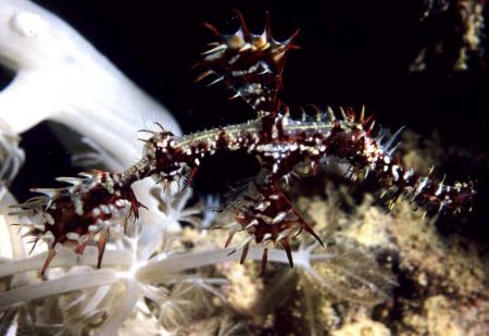 Ghost Pipefish by Chris Kennedy 