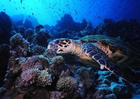 Red Sea Turtle!
Close-up shot at Woodhouse Reef coral ga... by Erich Reboucas 